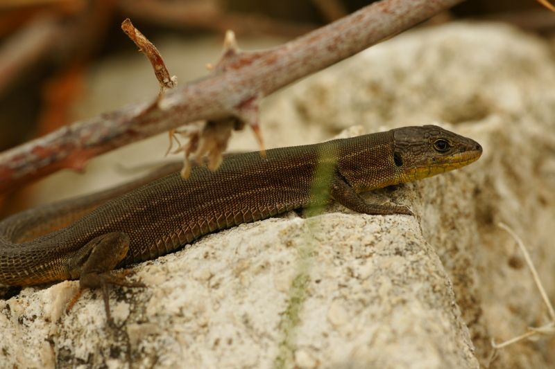 diese kleinen " Echsen" liegen auf den Felsen herum und Sonnen sich.