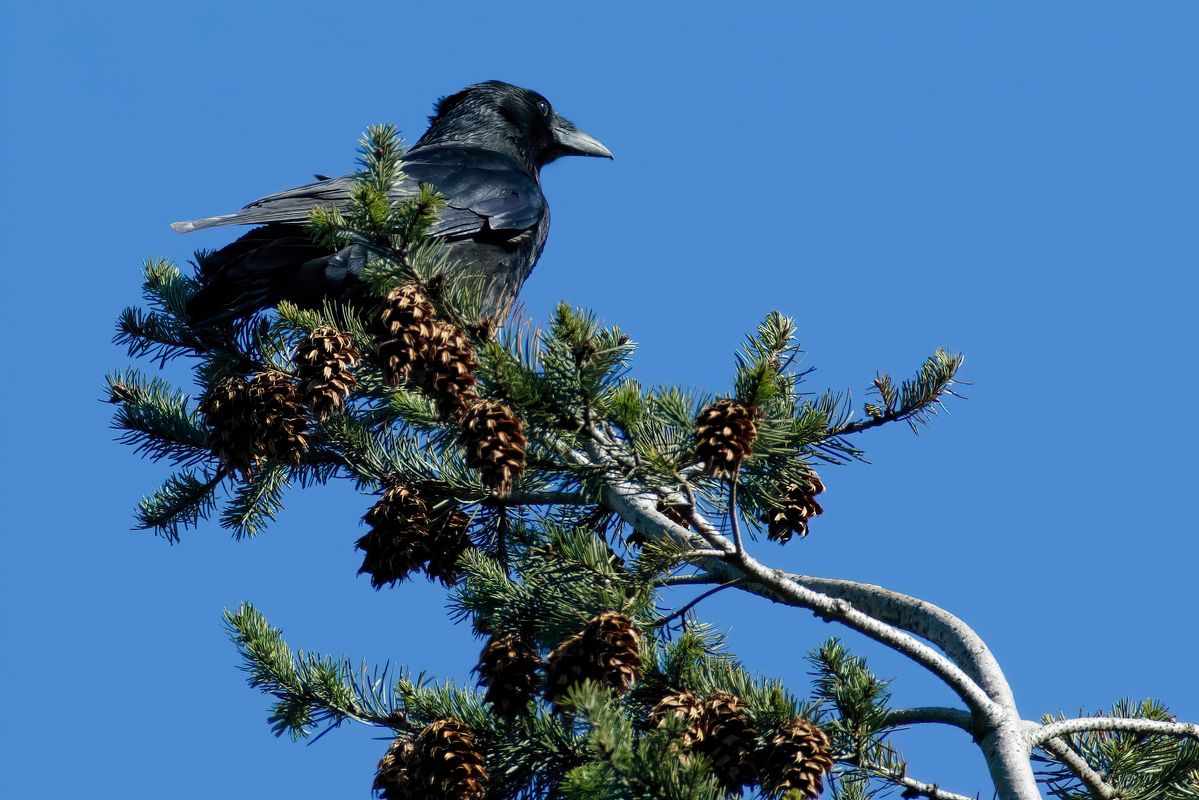 Der große schwarze Kolkrabe (Corvus corax) ist der größte Singvogel der Erde.