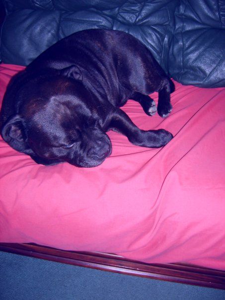 HE IS ARE STAFFIE 9 YRS OLD