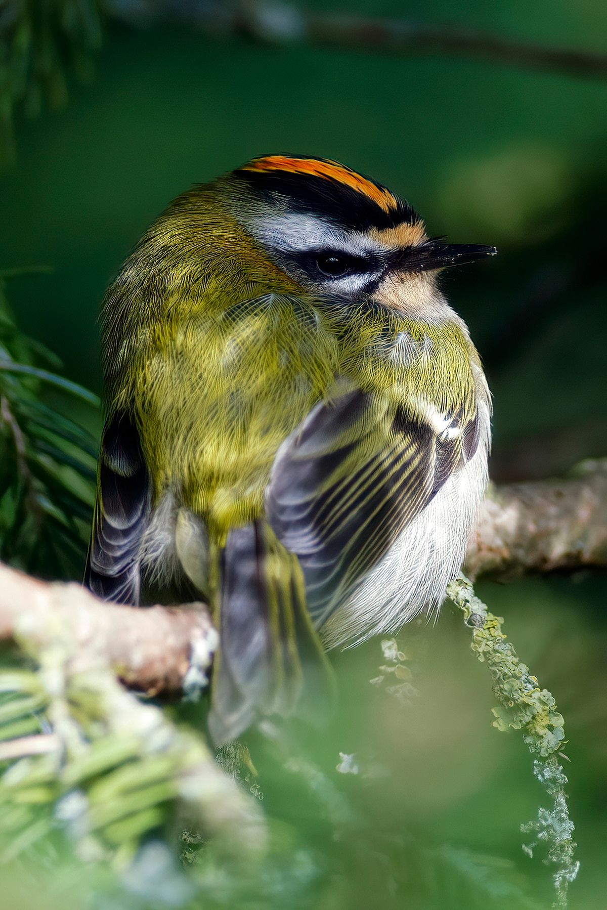 Das Sommergoldhähnchen (Regulus ignicapillus) gehört zu den kleinsten Vögeln Europas. Eingefangen mit einer Alpha 99II und ein Minolta 400mm F4.5 APO bei Offenblende.