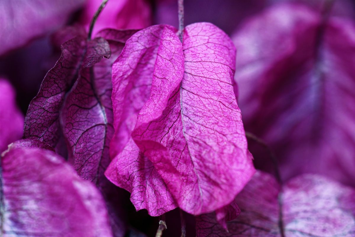 Ton in Ton wie in der Natur vorgefunden, mit der Farbe Violett