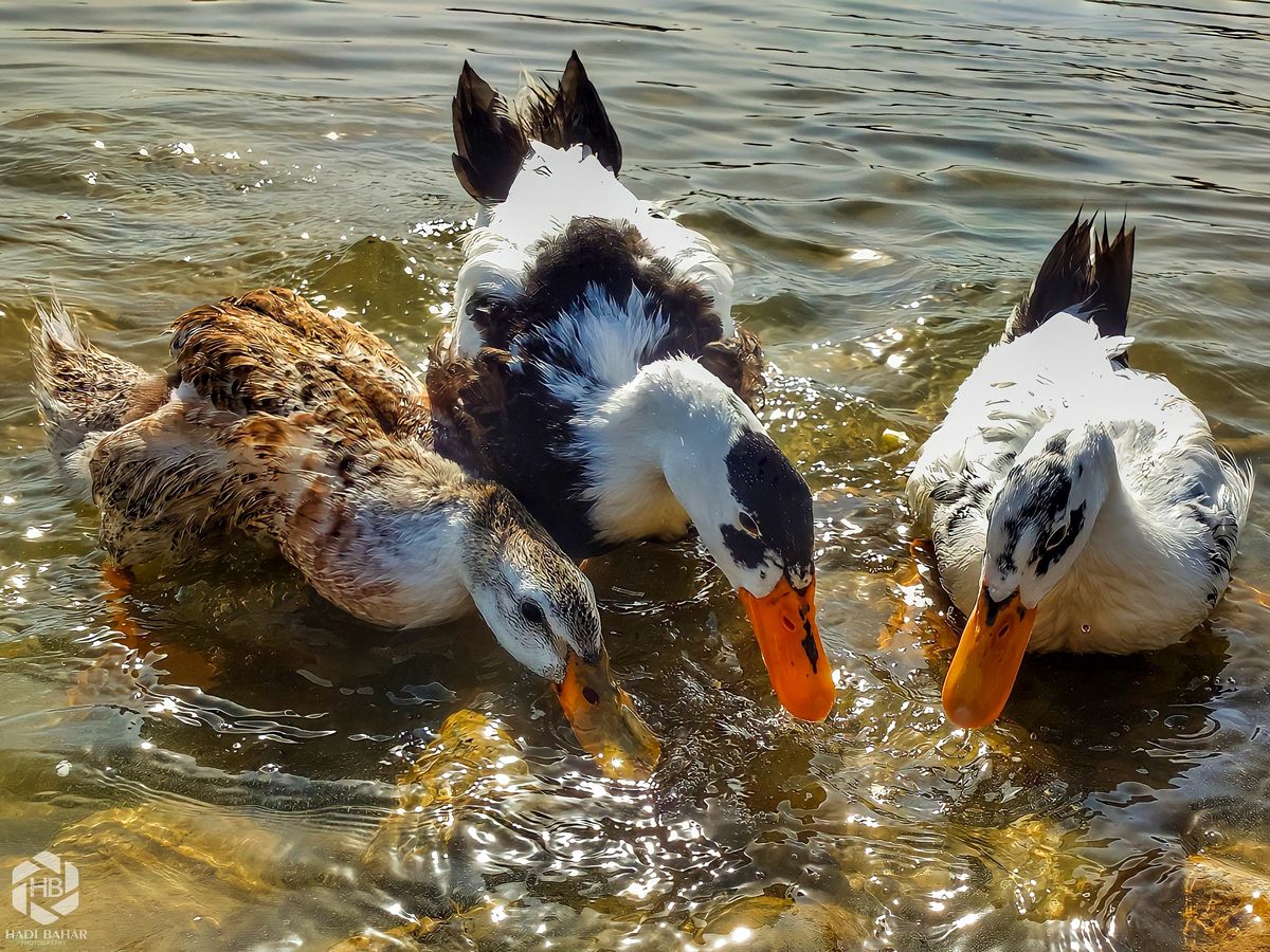 Hungry ducks