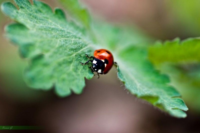 Ersten Marienkäfer entdeckt und gleich mein neues Makro ausprobiert! Wie kann ich mich im Makrobereich verbessern? Danke