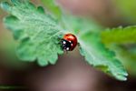 Ersten Marienkäfer entdeckt und gleich mein neues Makro ausprobiert! Wie kann ich mich im Makrobereich verbessern? Danke