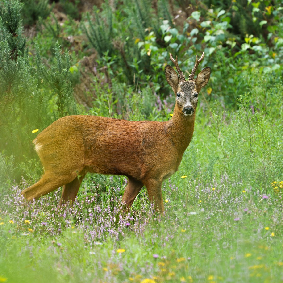 Roe Deer