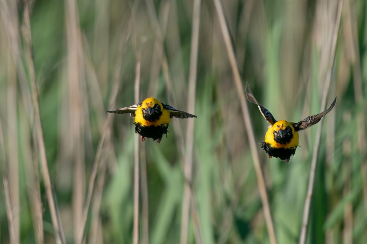 Euplectes afer - A yellow crowned bishop exposed twice, coming up! A9 + Ef 200-600 f/5.6-6.3 G OSS