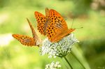 Drei Kaisermantel auf einer Blüte, da wirds dann schon ein wenig eng!