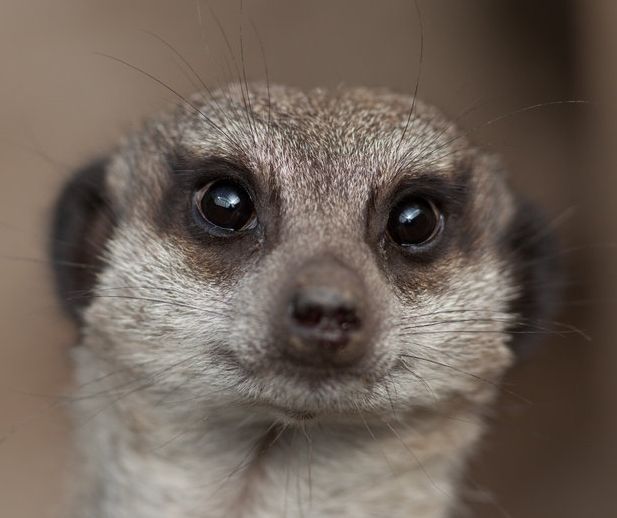 meerkat1-crop.jpg