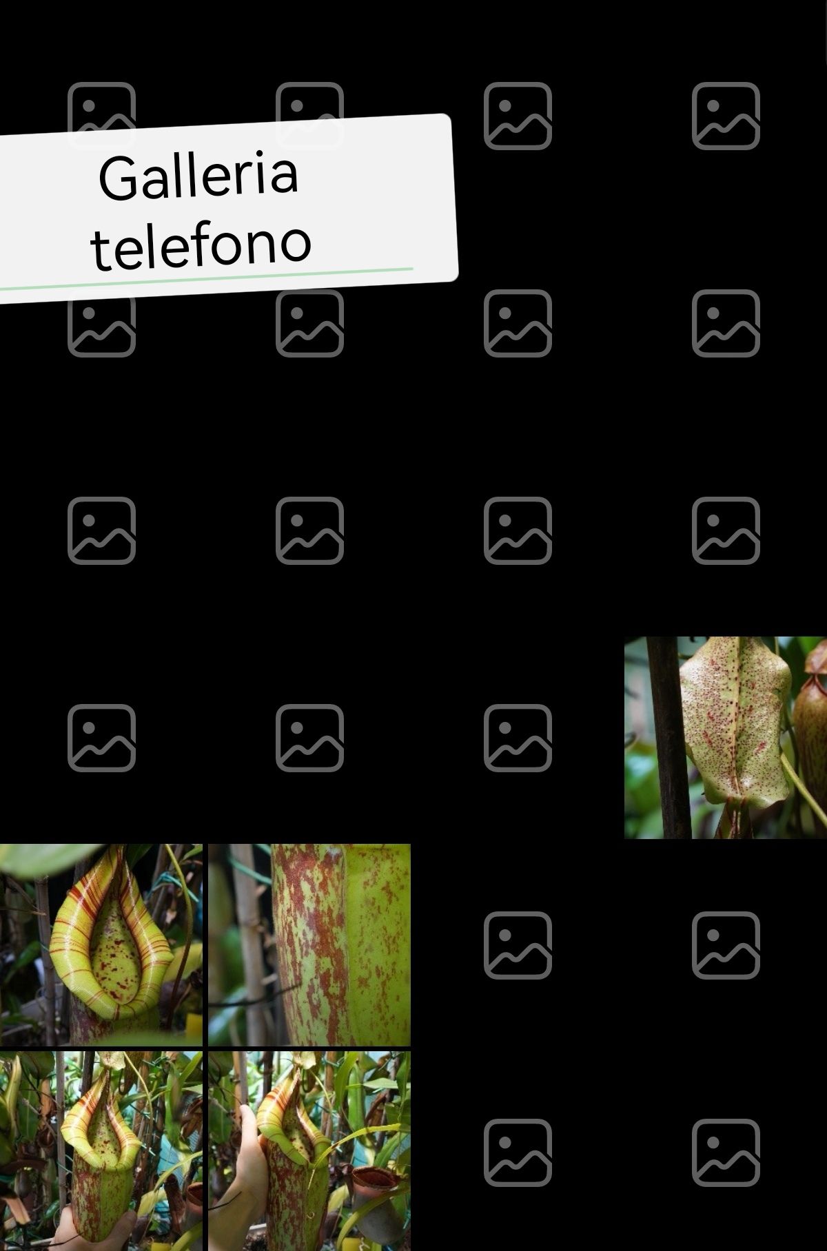 Galleria del telefono, dopo aver importato le foto. Alcune raw sono visibili, altre non leggibili