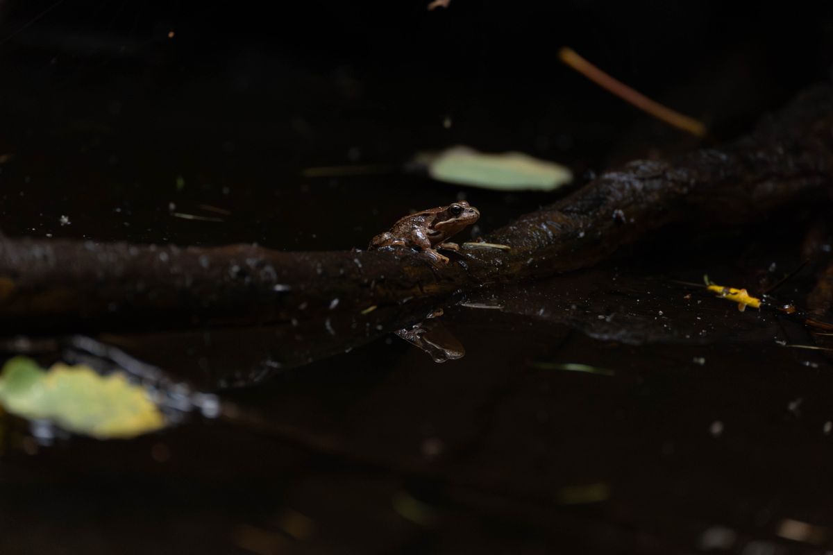 Frog relaxing by the creek