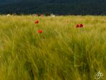 Poppies on a field.jpg