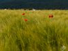 Poppies on a field.jpg