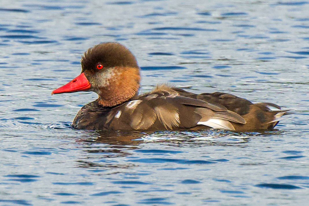 Red-crested Pochard (Krooneend)