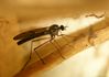 das ist ein Mückenmann,weil er kein Stachel,ich habe mal gehört das nur die Weibchen einen Stachel haben.(sie brauchen unser Blut für ihre Larven).
Ich weiß nicht genau ob das stimmt. Vielleicht weiß es einer besser.