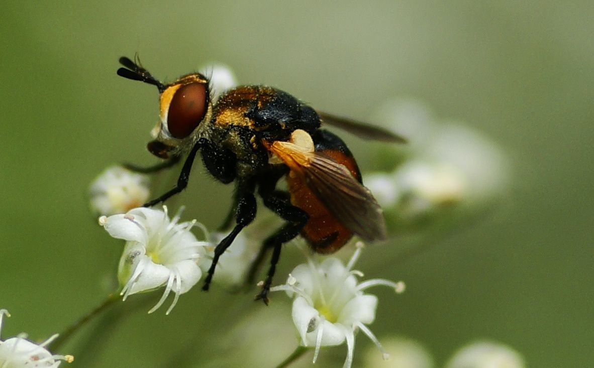 Also eine richtige Fliege ist das nicht, eher so ein Mischung aus Marienkäfer und Fliege.Ihr Hinterleib sieht jedenfalls aus wie vom Marienkäfer.Vielleicht weiß ja jemand wie sie richtig heißt.