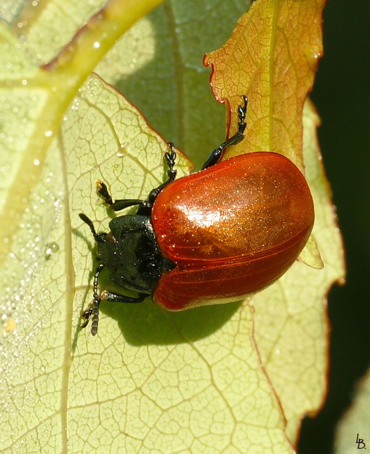 Auf meine speziellen Wiese auf der ich immer meine Makro-Aufnahmen mache findet man eine viel zahl unbekannter Insekten, so wie diesen Pappelfkäfer den ich vorher noch nie gesehen habe.