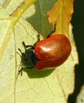 Auf meine speziellen Wiese auf der ich immer meine Makro-Aufnahmen mache findet man eine viel zahl unbekannter Insekten, so wie diesen Pappelfkäfer den ich vorher noch nie gesehen habe.