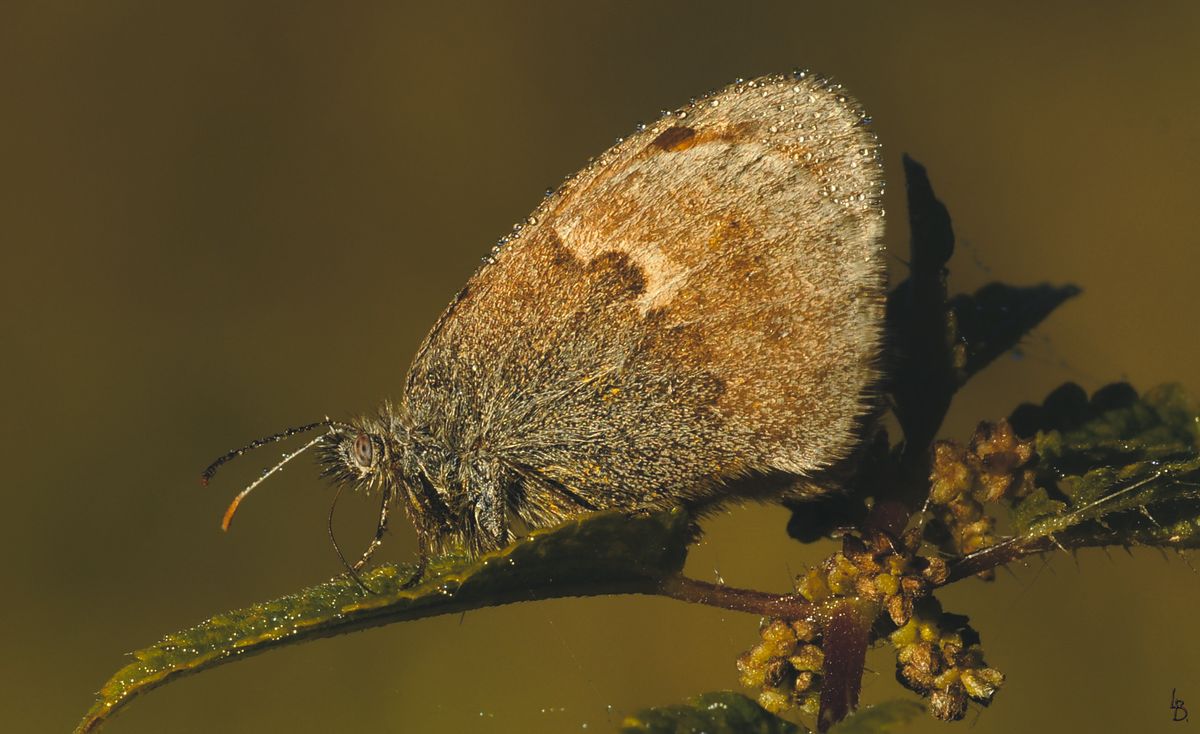 Den Falter habe ich auf der selben Wiese aufgenommen, bloß er saß mehr in der Sonne.Und ist darum fast Flufähig.