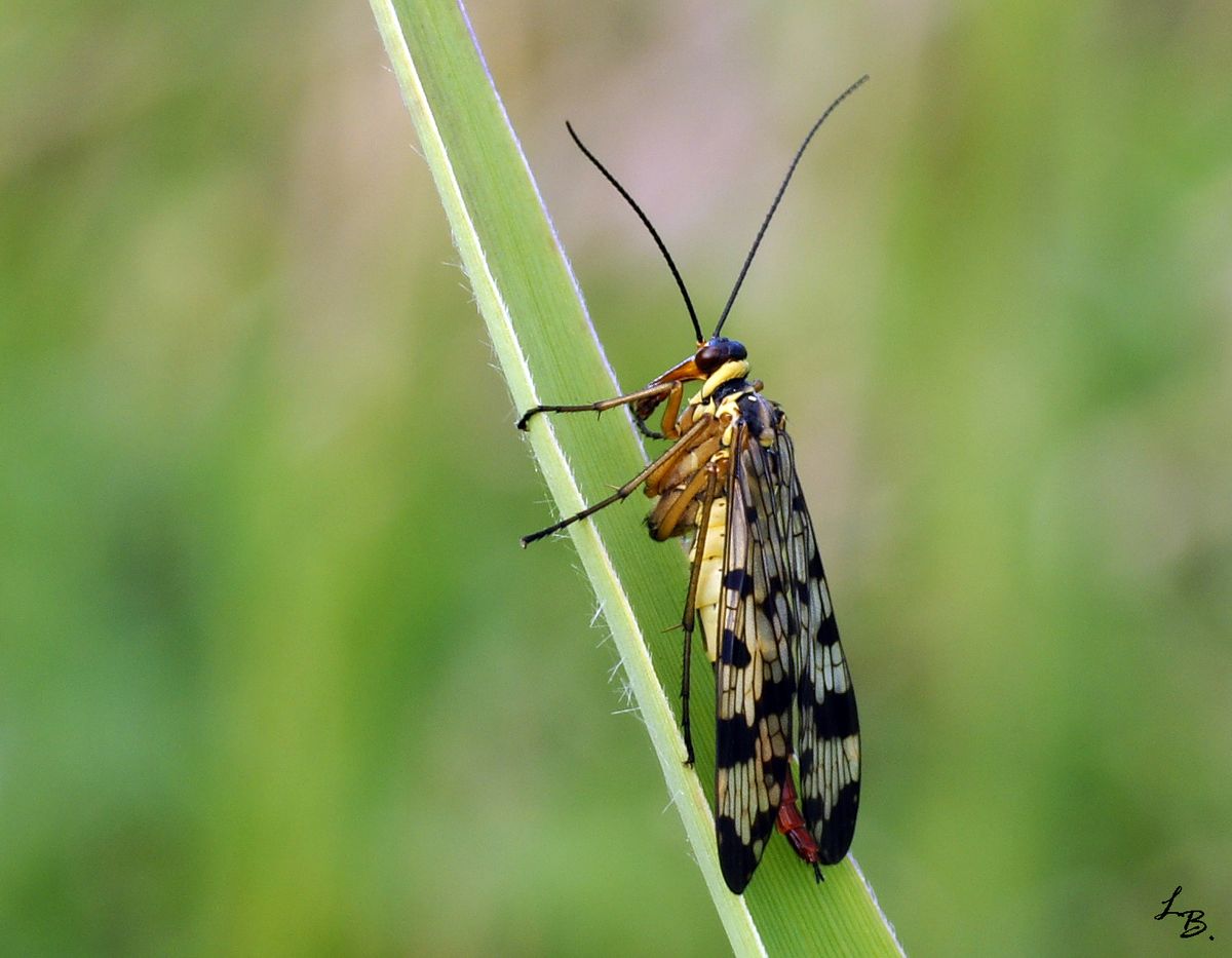 Bayerns Wiesen sind eben doch schöner, als die bei mir in meinem Ort. Jedenfalls habe ich so eine Fliege bei uns noch nie gesehen.