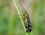 Bayerns Wiesen sind eben doch schöner, als die bei mir in meinem Ort. Jedenfalls habe ich so eine Fliege bei uns noch nie gesehen.