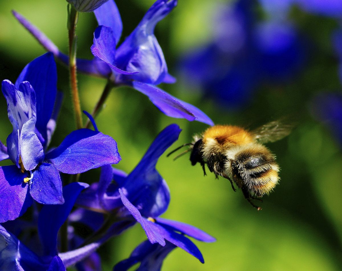 eine Wiesenhummel auf dem Weg zur Arbeit :)