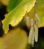 Zwei Insekten (Rechts) haben bei Regen Unterschlupf unter einem Haselnussstrauch gesucht.