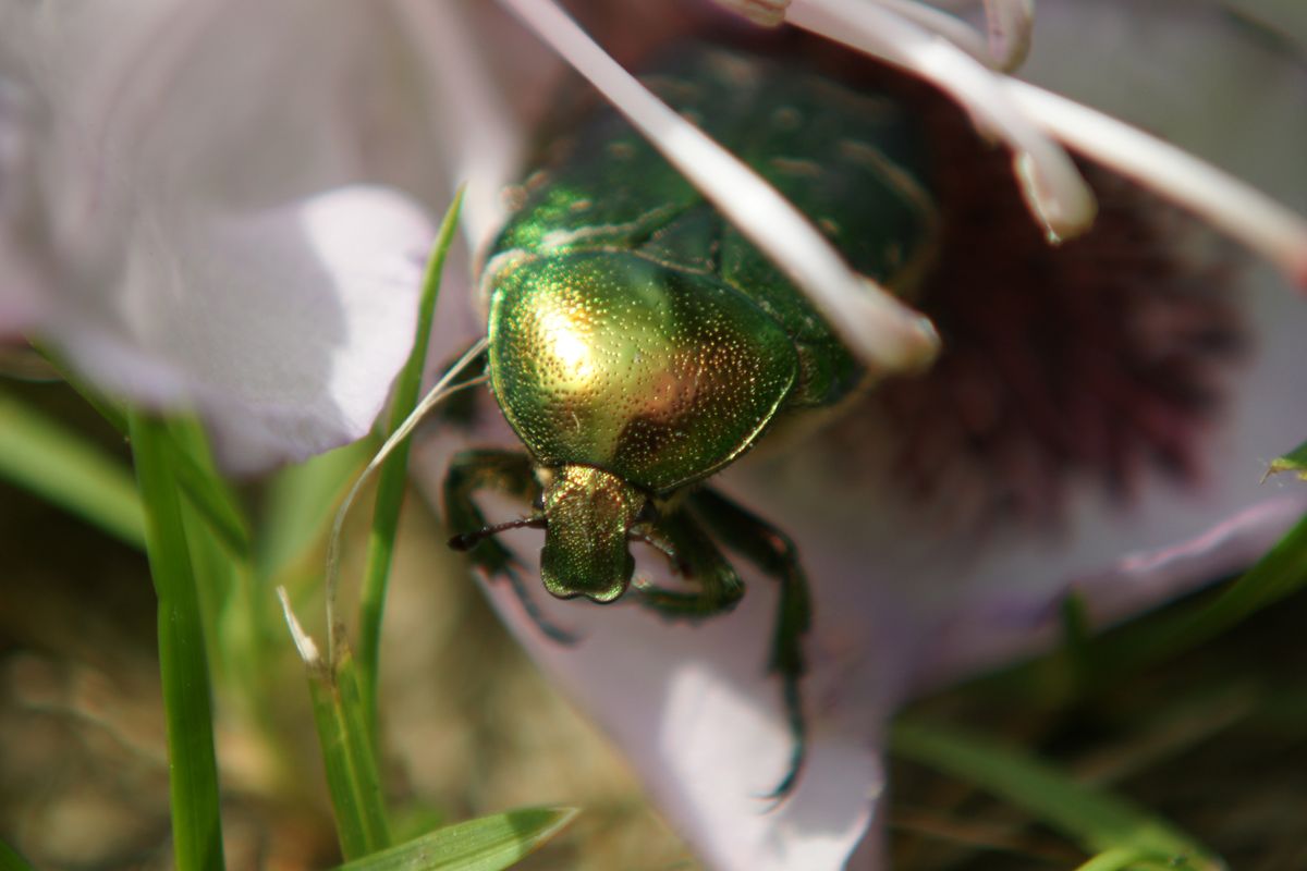 es blühen noch gar keine Rosen,aber es ist ihm wahrscheinlich egal.