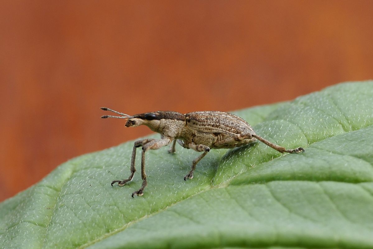 beim suchen nach Motiven in meinem Garten, bin ich auf diese Kreatur gestoßen.
Vielleicht kennt ja einer von Euch den Namen dieses Tieres.