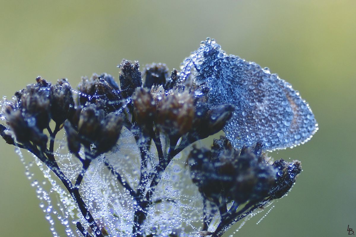 kann man kaum erkennen das es sich um ein Schmetterling handelt. Ich glaube. es ist ein Bläuling.