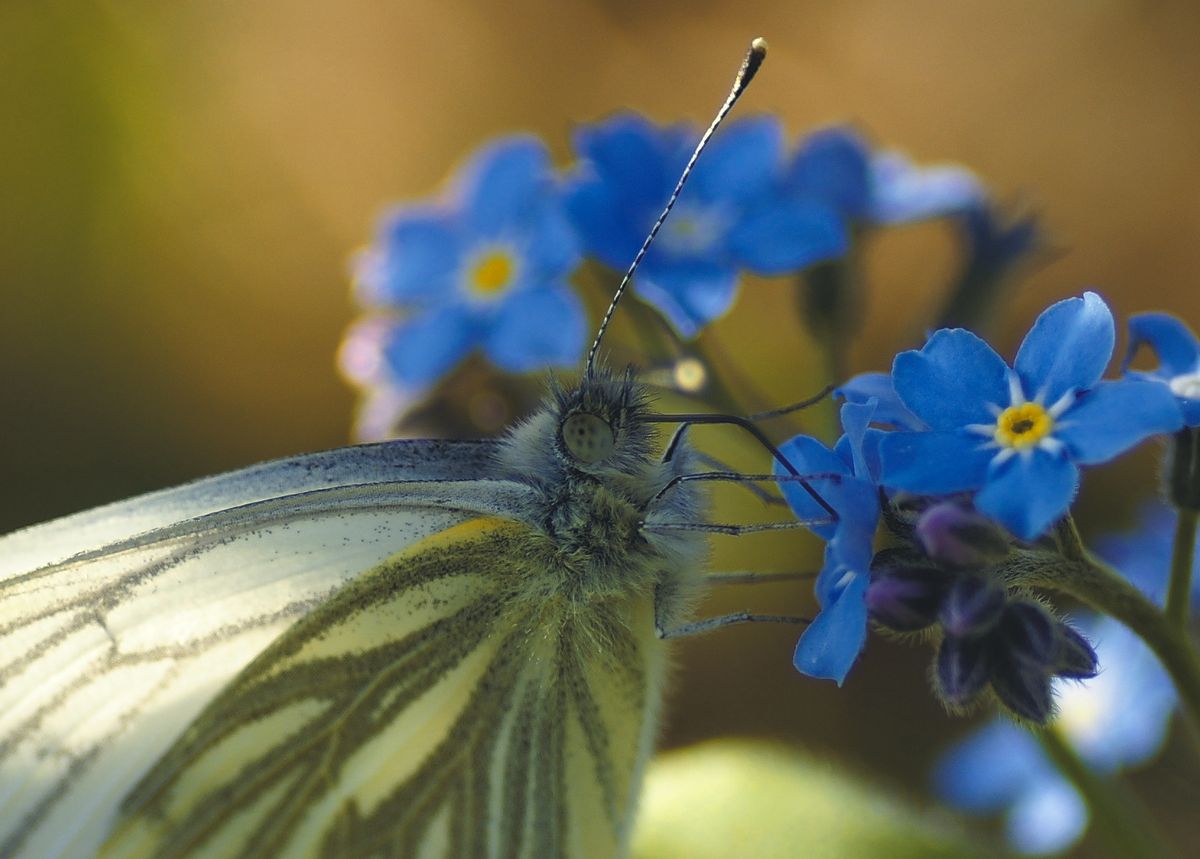 Ich glaube so heißt der kleine Schmetterling. Kann mich aber auch irren.