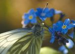 Ich glaube so heißt der kleine Schmetterling. Kann mich aber auch irren.