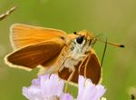 Makros, Insekten Schmetterlinge, Tagfalter, Dickköpfe,