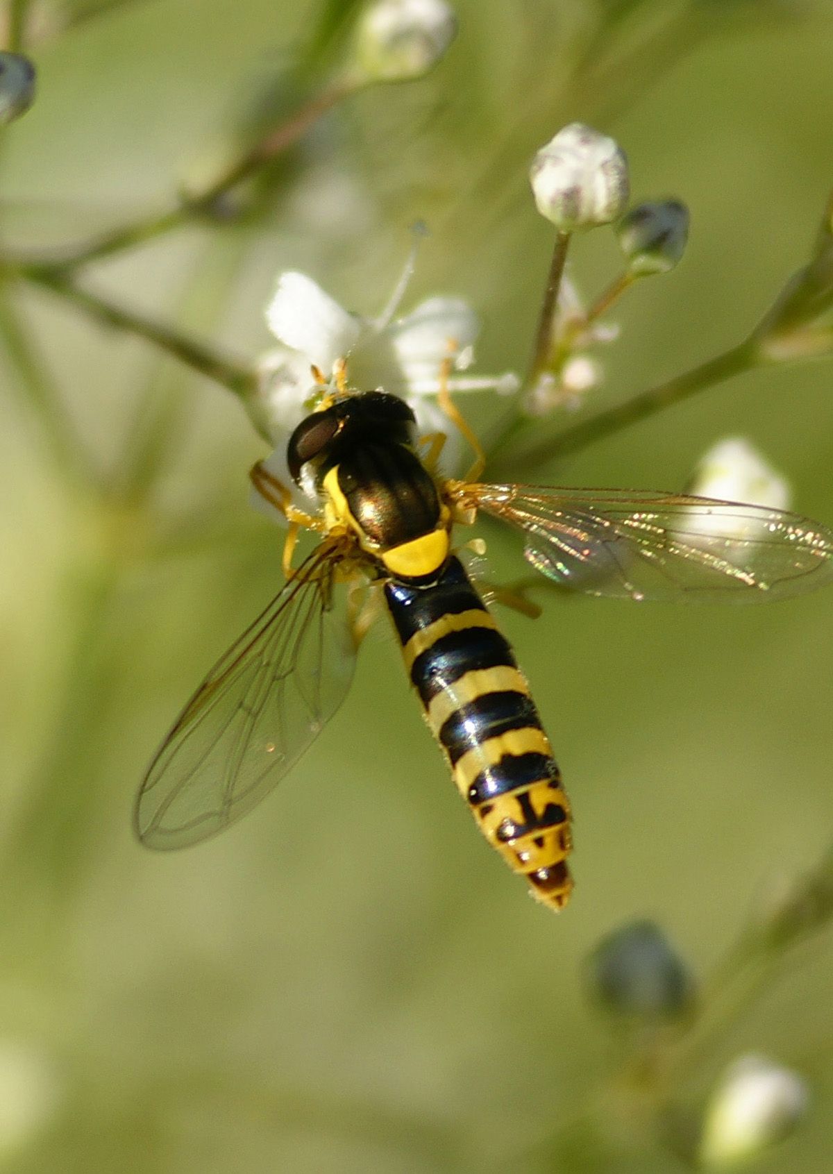 Ich habe immer gedacht so eine Schwefliege die kann man schnell mal fotografieren, weil die ja immer in der Luft stehen, aber s einfach ist das dann doch nicht gewesen. Ich habe es mal probiert.