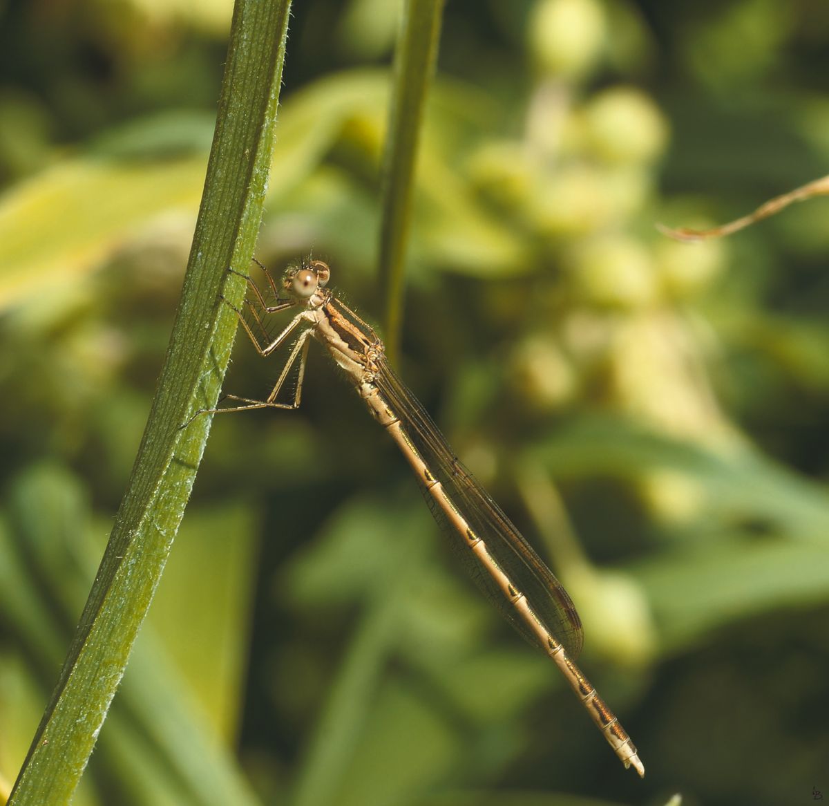 Makros, Libelle, Natur, Insekten,