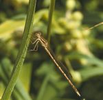 Makros, Libelle, Natur, Insekten,