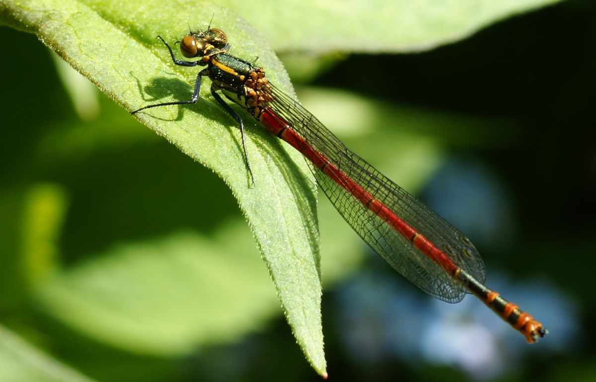 wahrscheinlich weil die Libelle im Frühjahr schon da ist, heißt sie so.