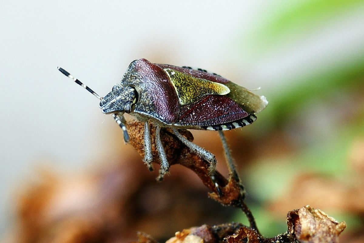 An diesen verwelkten Blüten waren noch andere Wanzen, unter anderem diese Beerenwanzen, weil sie so bräunlich sind habe ich sie erst gar nicht gesehen.