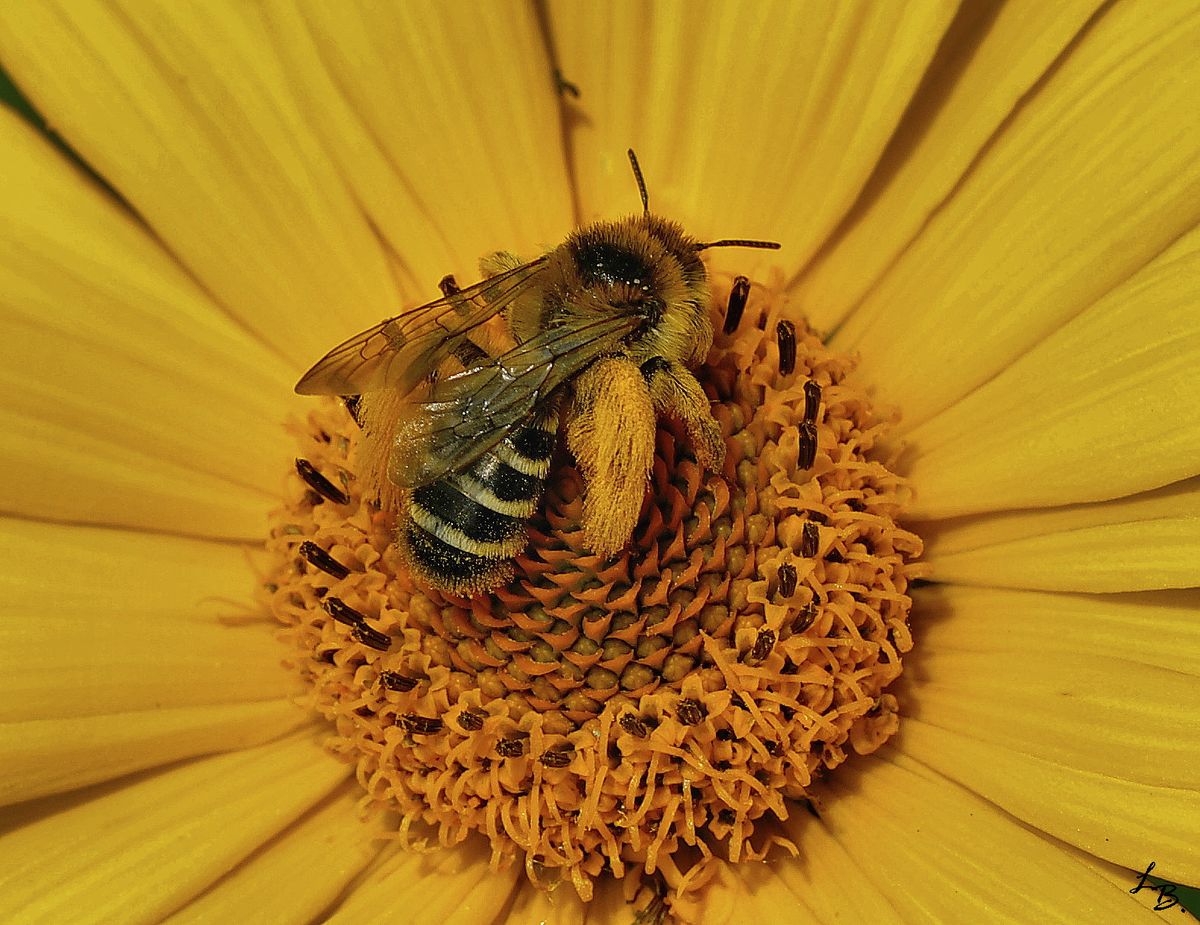 erst habe ich gedacht, man hat die aber eine Menge Pollen gesammelt. Dann habe ich in mein schlaues Buch gesehen,... es ist ein Hosenbiene.