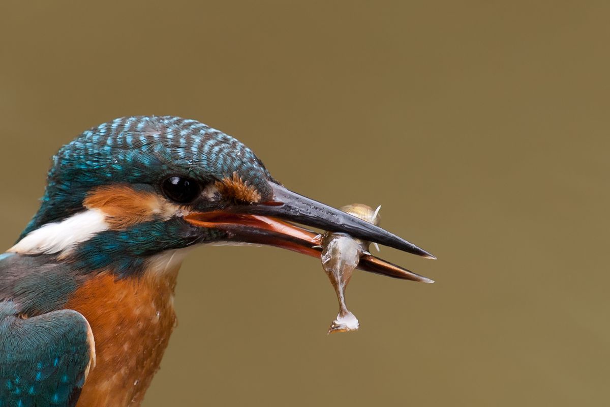 kingfisher with stickleback