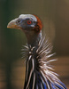 Mal wieder ein Vogel aus der Zoom Erlebniswelt in Gelsenkirchen, wo ich leider Gottes den Namen vergessen habe! Er lebt wohl auch in etwas heißerer Gegend und ist ein "Savannen-Tier" !