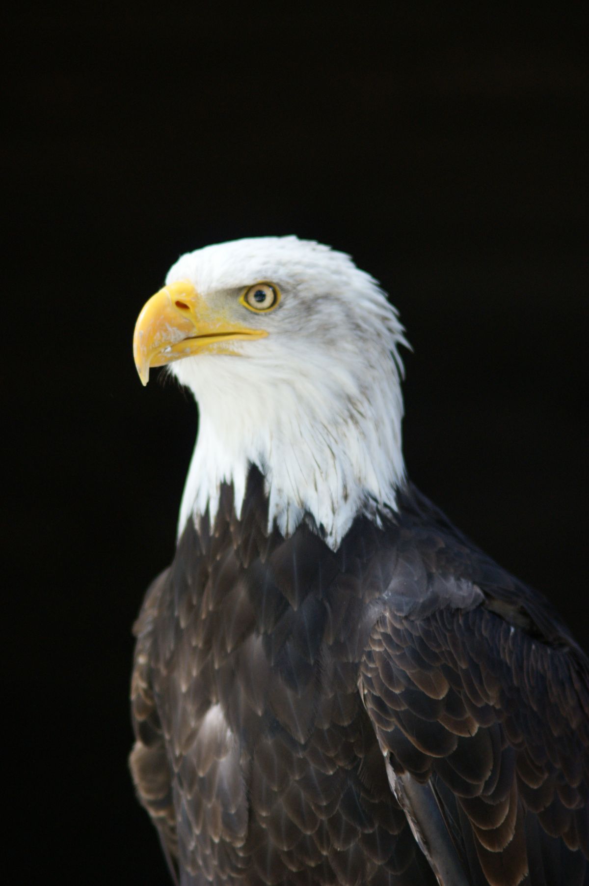 Weißkopfseeadler in Hellenthal