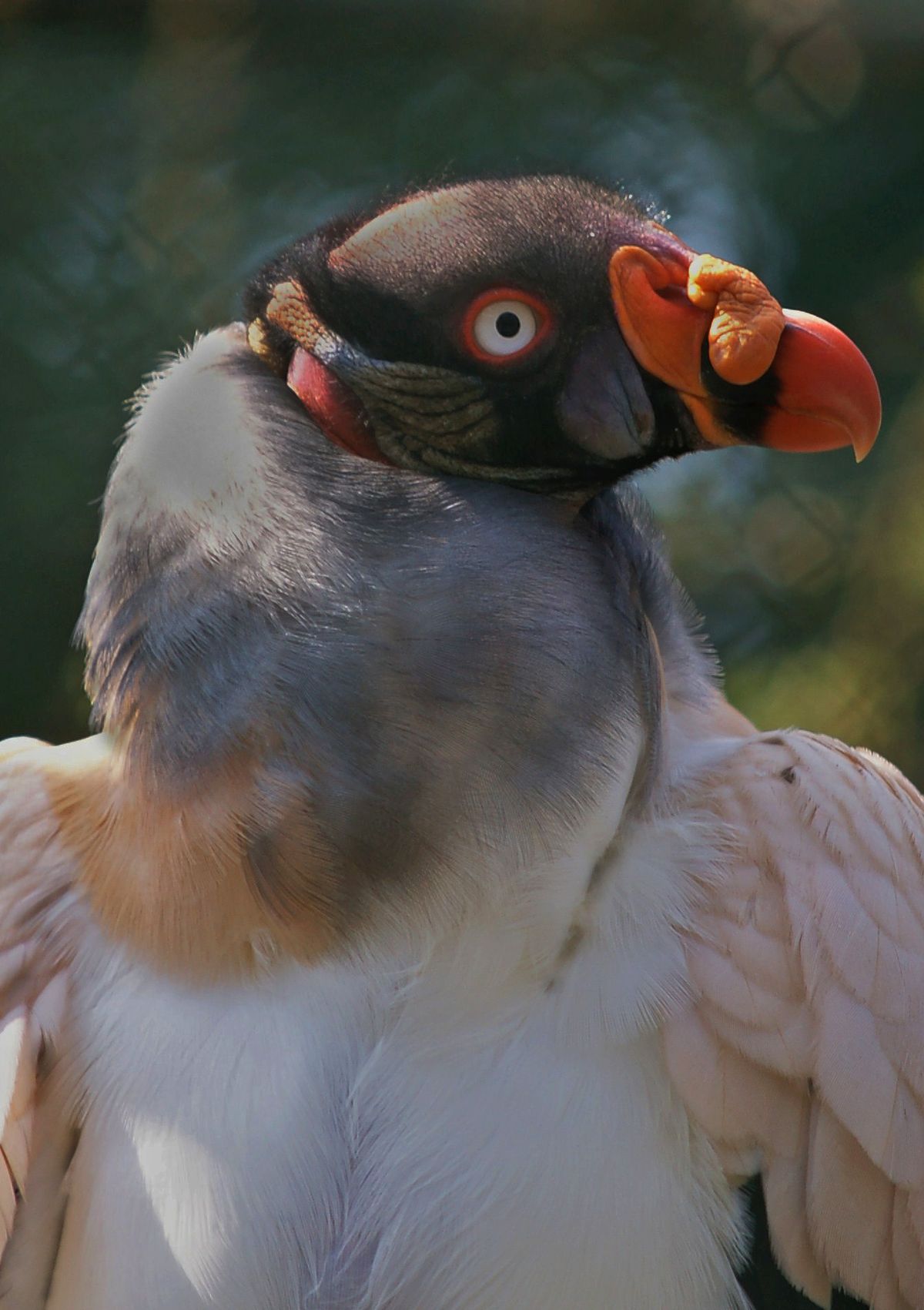 Auch aus "Burger's Zoo", Arnheim, Holland! Der Zoo bietet auch eine großen Artenvielfalt an Vögeln! Ich liebe diese Geier mit ihren bunten Kopfschmuck!