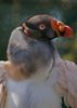 Auch aus "Burger's Zoo", Arnheim, Holland! Der Zoo bietet auch eine großen Artenvielfalt an Vögeln! Ich liebe diese Geier mit ihren bunten Kopfschmuck!