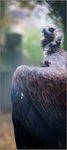 Aus der Serie Münster-Zoo. Diese Tiere sind einfach nur gewaltig, besonders wenn sie ihre Flügel ganz ausbreiten. Da erschrickt man sich schon ein wenig. Eine Freundin macht momentan ihre Ausbildung in diesem Zoo und muss diesen Monat das Gehege der Geier sauber machen, da hab ich schon Respekt vor!