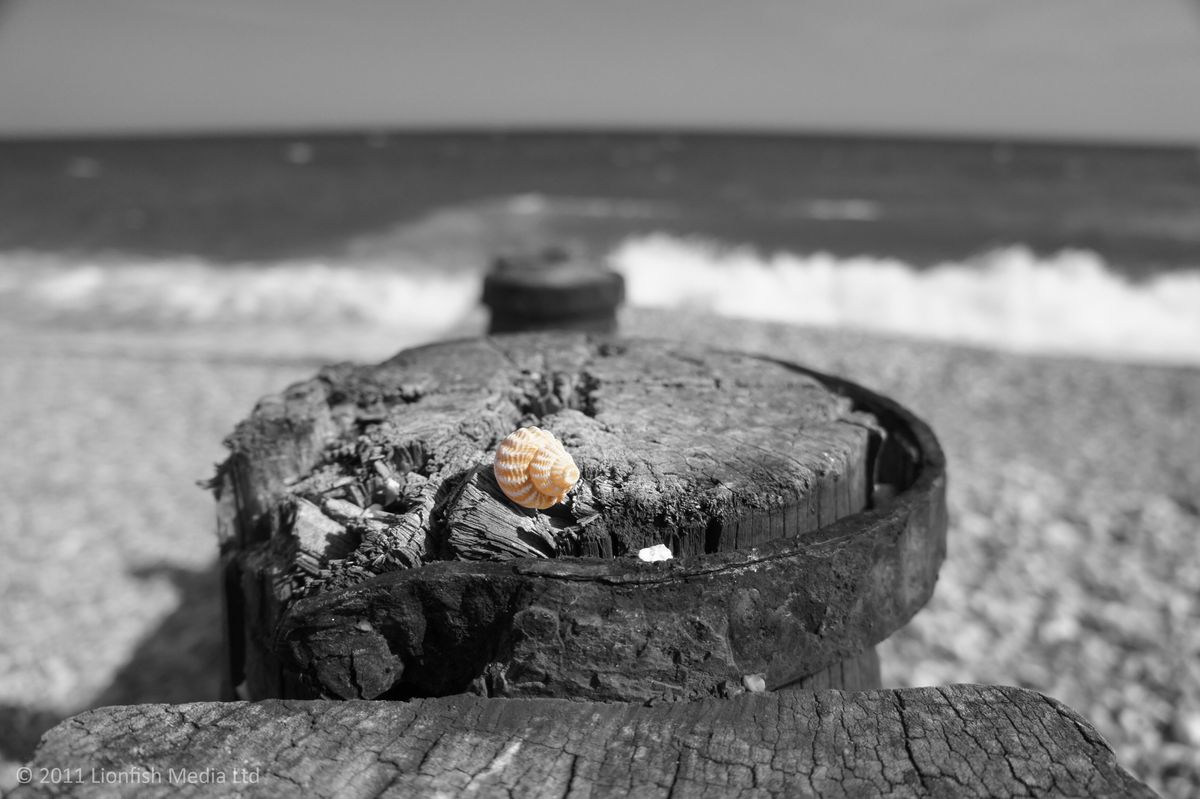 A single shell atop the beach barricades at Selsey