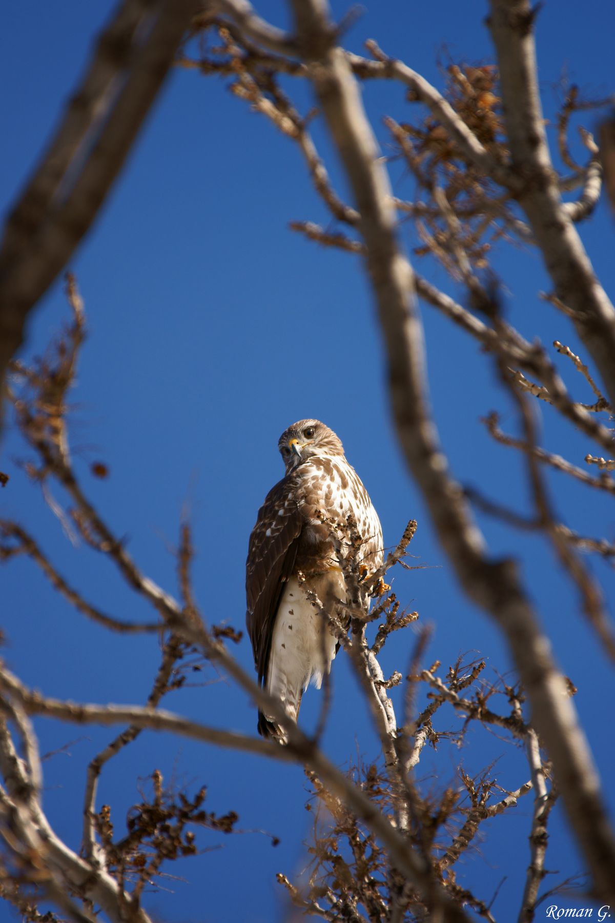 Bussard wildlife auf der Malser Haide!