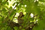 Ich beobachte das Nest jetzt schon eine Zeit lang, bekamm lediglich immer den Schnabel zu sehen, den das Küken bei der Fütterung herausstreckte. Letztens entdeckte ich den Kleinen wie er am Nestrand hockte. Leider ist das Nest mitten im Gebüsch, und deshalb nicht einfach zu fotografieren.