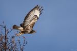 Bussard wildlife fotografiert auf der Malser Haide! (Vinschgau)