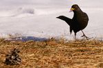 Männliche Amsel auf Futtersuche!