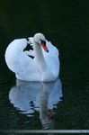 Schwan am Fernsteinsee am frühen Morgen!